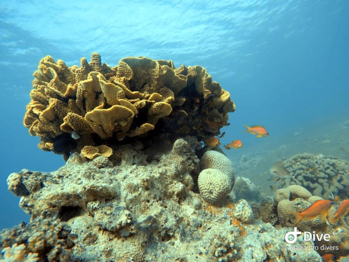 Aqaba Pro Divers 외부 사진