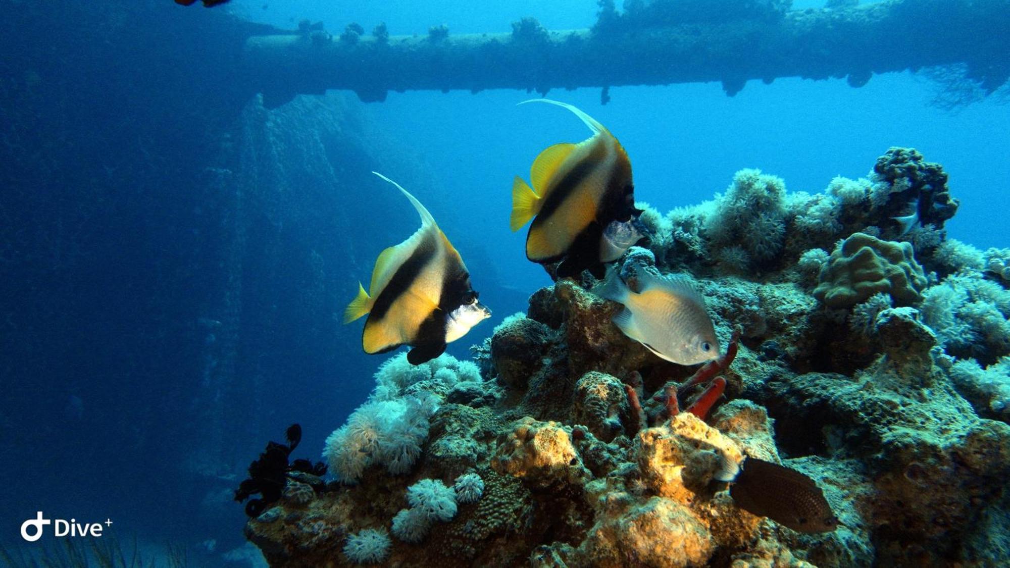 Aqaba Pro Divers 외부 사진