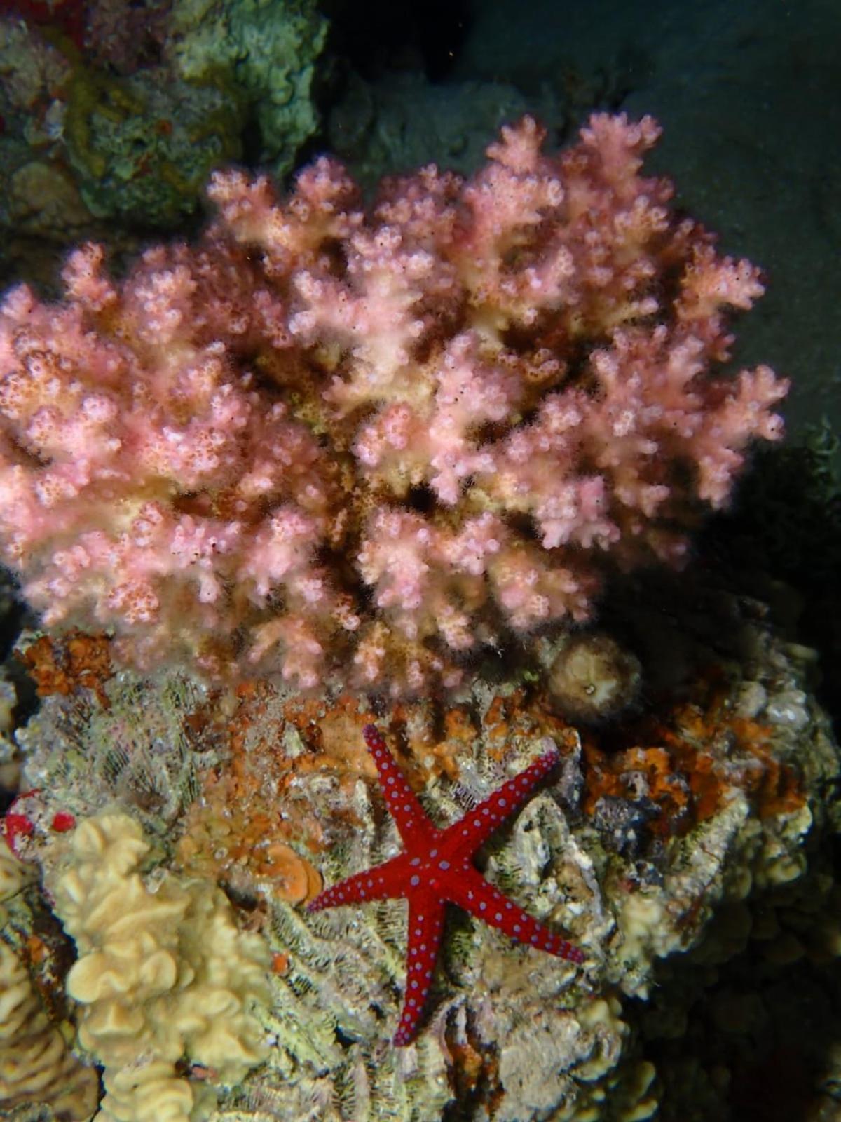 Aqaba Pro Divers 외부 사진
