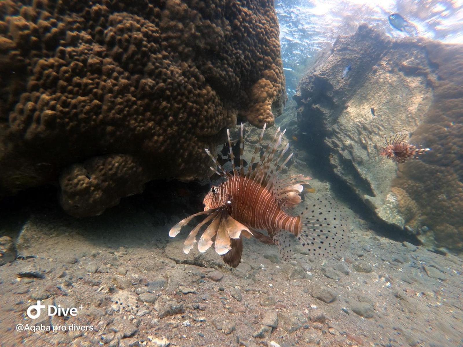 Aqaba Pro Divers 외부 사진