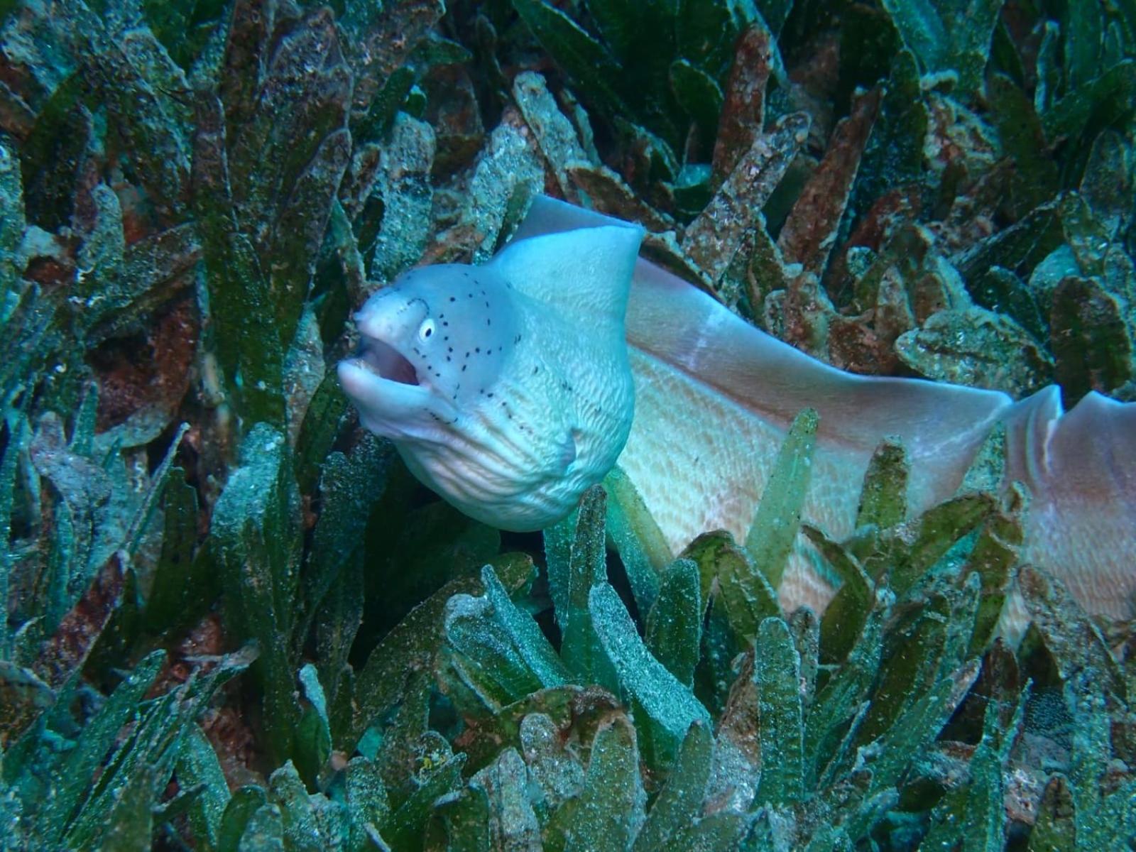 Aqaba Pro Divers 외부 사진