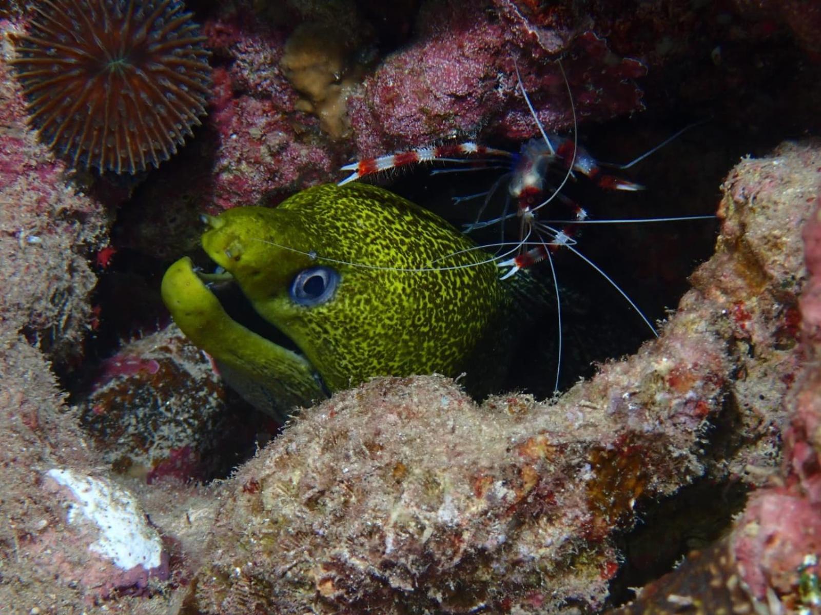 Aqaba Pro Divers 외부 사진